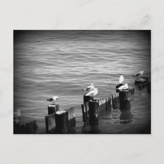 アヒル ポストカード (正面)