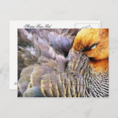 アヒル ポストカード (正面/裏面)