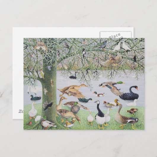 アヒル ポストカード (正面/裏面)