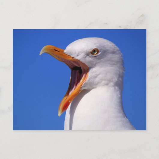 アヒル ポストカード (正面)