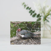 アヒル ポストカード (スタンド正面)