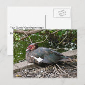 アヒル ポストカード (正面/裏面)