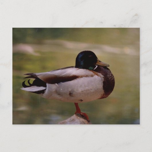 アヒル ポストカード (正面)