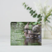 アヒル ポストカード (スタンド正面)