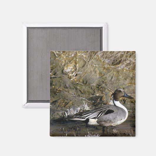 アヒル マグネット (正面/裏面)