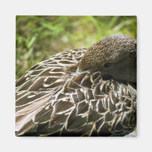 アヒル マグネット (正面)