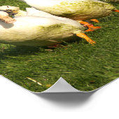 アヒル,住む,牧草地,動物,農場,田舎暮らし ポスター (角)