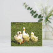 アヒル,住む,牧草地,動物,農場,田舎暮らし ポストカード (スタンド正面)