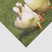 アヒル，住む，牧草地，動物，農場，田舎暮らし 薄葉紙 (詳細)