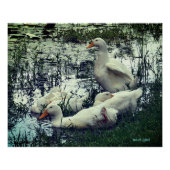 アヒル（動物） ポスター (正面)