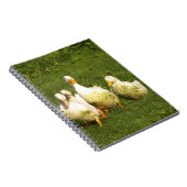 アヒル, 生きている, 牧場, 動物, 農場, 農村生活, ノートブック (右側)