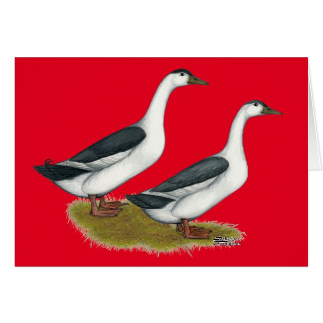 アヒル：青いマグパイ (正面横)