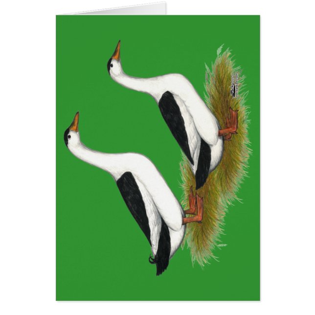 アヒル：黒いマグパイ (正面)