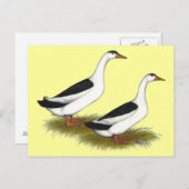 アヒル：黒いマグパイ ポストカード (正面/裏面)