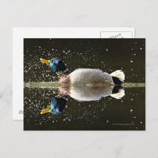 アヒル(Anas platyrhyncus) ポストカード (正面/裏面)