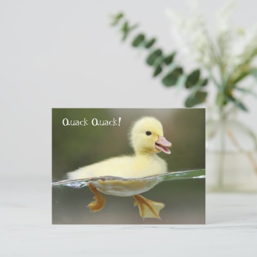 アヒル – Quack Quack! ポストカード (スタンド正面)