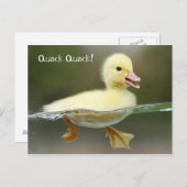アヒル – Quack Quack! ポストカード (正面/裏面)