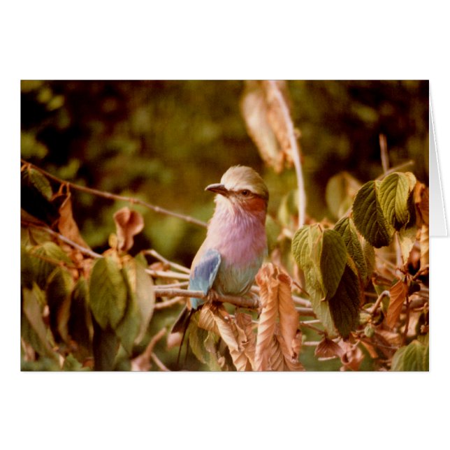 アビアリ (正面横)