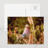 アビアリ ポストカード (正面/裏面)