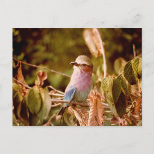 アビアリ ポストカード (正面)