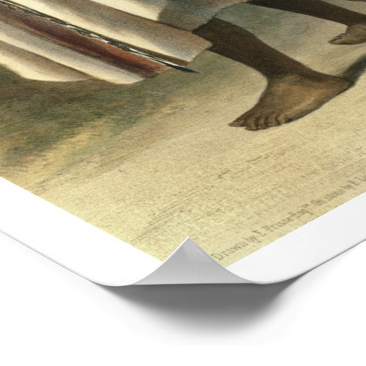 アビシニアン戦士、「谷からのイラストレーション ポスター (角)