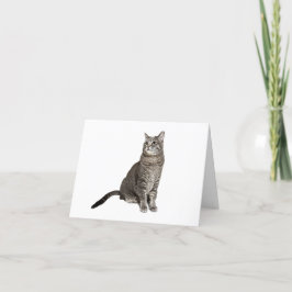 アビシニアン猫サンキューカード シーズンカード