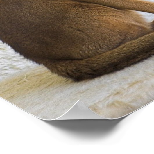 アビシニアン猫 ポスター (角)