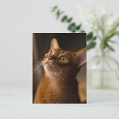アビシニアン猫 ポストカード (スタンド正面)
