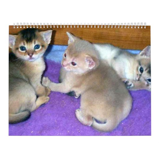 アビー子猫カレンダー カレンダー (カバー)