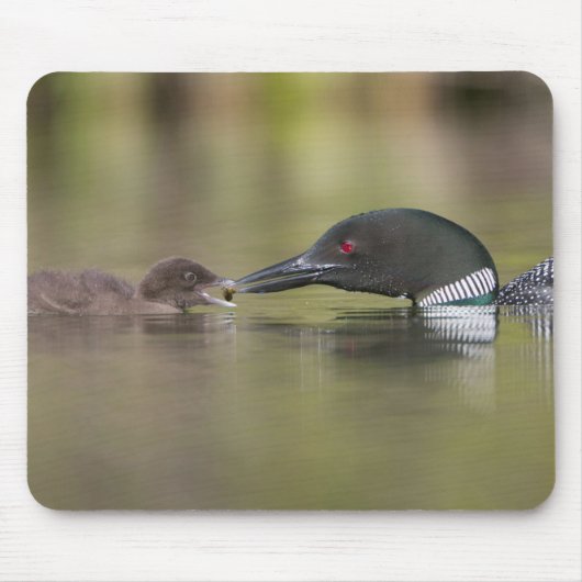 アビ 成鳥 ひなに餌を与える マウスパッド (正面)