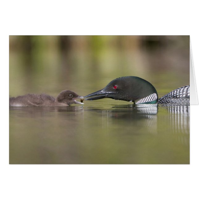 アビ 成鳥 雛に餌を与える (正面横)