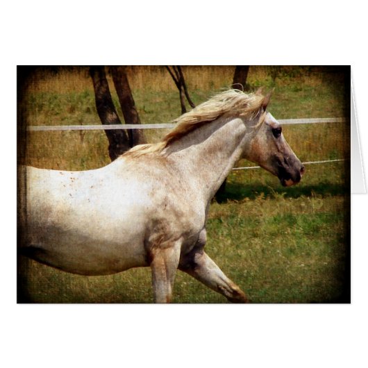 アピー (正面横)