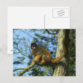 アフェトテンコプフェフチェンシッツaufアイネムバウム ポストカード (正面/裏面)