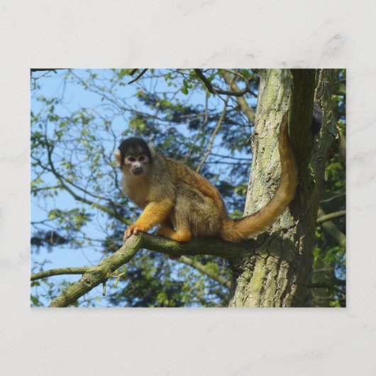 アフェトテンコプフェフチェンシッツaufアイネムバウム ポストカード (正面)