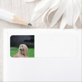 アフガンの敷設.png ラベル (インサイチュ)