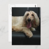 アフガンハウンド犬はがき ポストカード (正面/裏面)