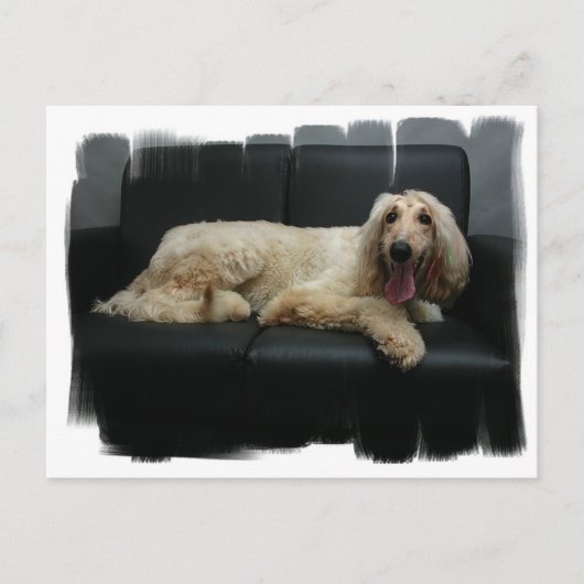 アフガンハウンド犬はがき ポストカード (正面)