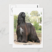 アフガンハウンド9Y151D-112 ポストカード (正面/裏面)