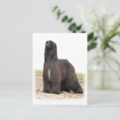 アフガンハウンド9Y151D-118 ポストカード (スタンド正面)