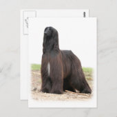 アフガンハウンド9Y151D-118 ポストカード (正面/裏面)