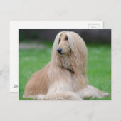 アフガンハウンド ポストカード (正面/裏面)