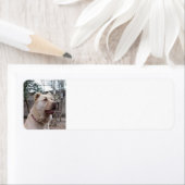 アフガン_シェパード ラベル (インサイチュ)