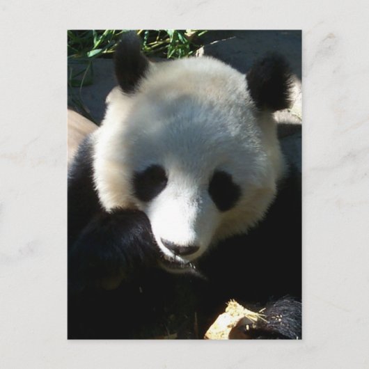 アフタヌーンスナック1 ポストカード (正面)