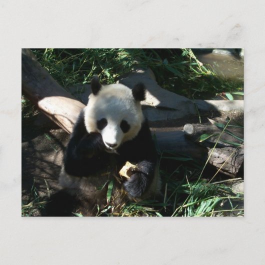 アフタヌーンスナック ポストカード (正面)