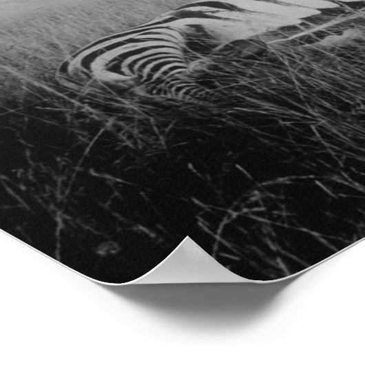 アフリカで先住民に殺されたゼブラ写真 ポスター (角)