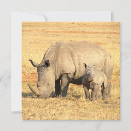 アフリカのかわいいサイ (正面)