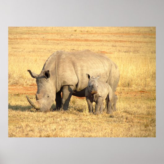 アフリカのかわいいサイ ポスター (正面)