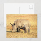 アフリカのかわいいサイ ポストカード (正面/裏面)