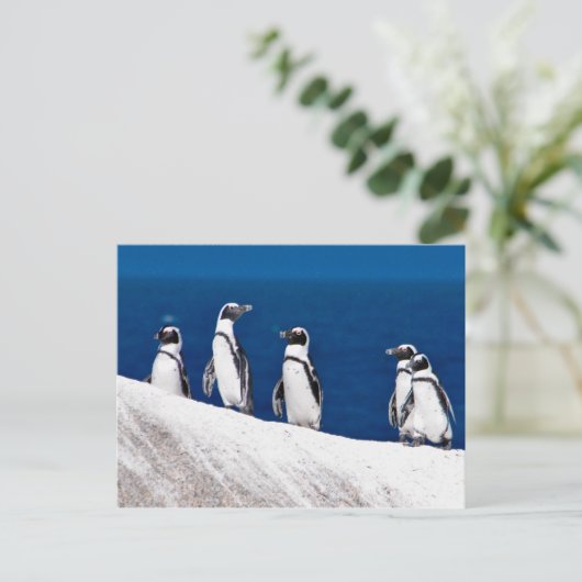 アフリカのつる岩写真に登場するペンギン5選 ポストカード (スタンド正面)