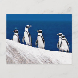 アフリカのつる岩写真に登場するペンギン5選 ポストカード